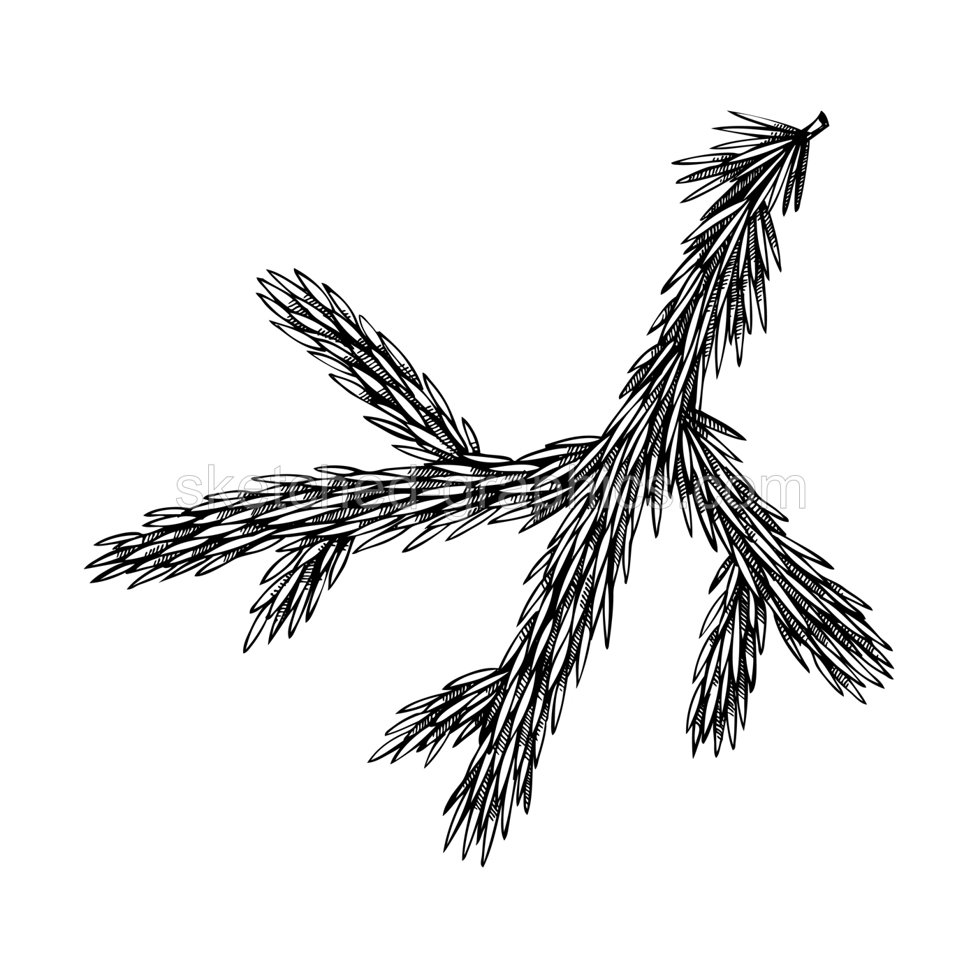 Vintage Fir sketch. Hand drawn vector illustration. Norway Spruce drawing on white background. Christmas design element Illustration